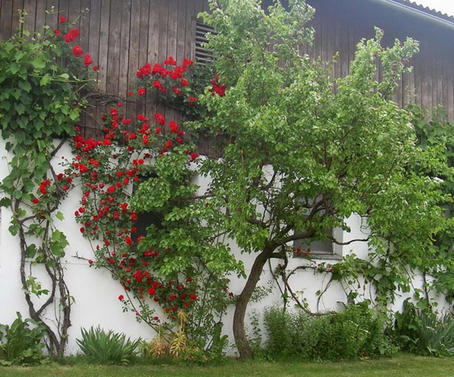 Vila Goelsenhof - Fam. Buechinger Wald  Exteriér fotografie